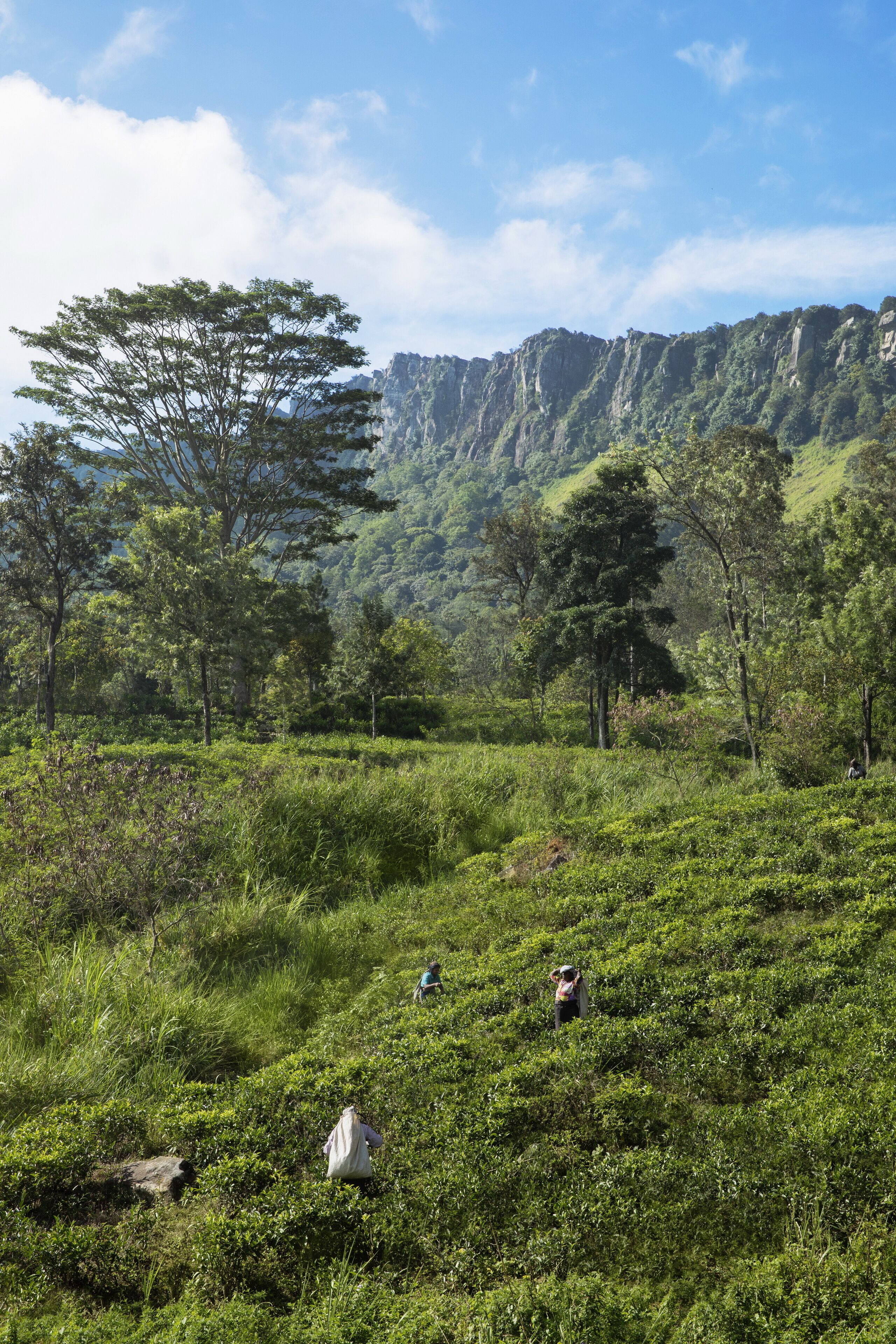 Un paisaje exuberante y verde con árboles y una montaña al fondo.