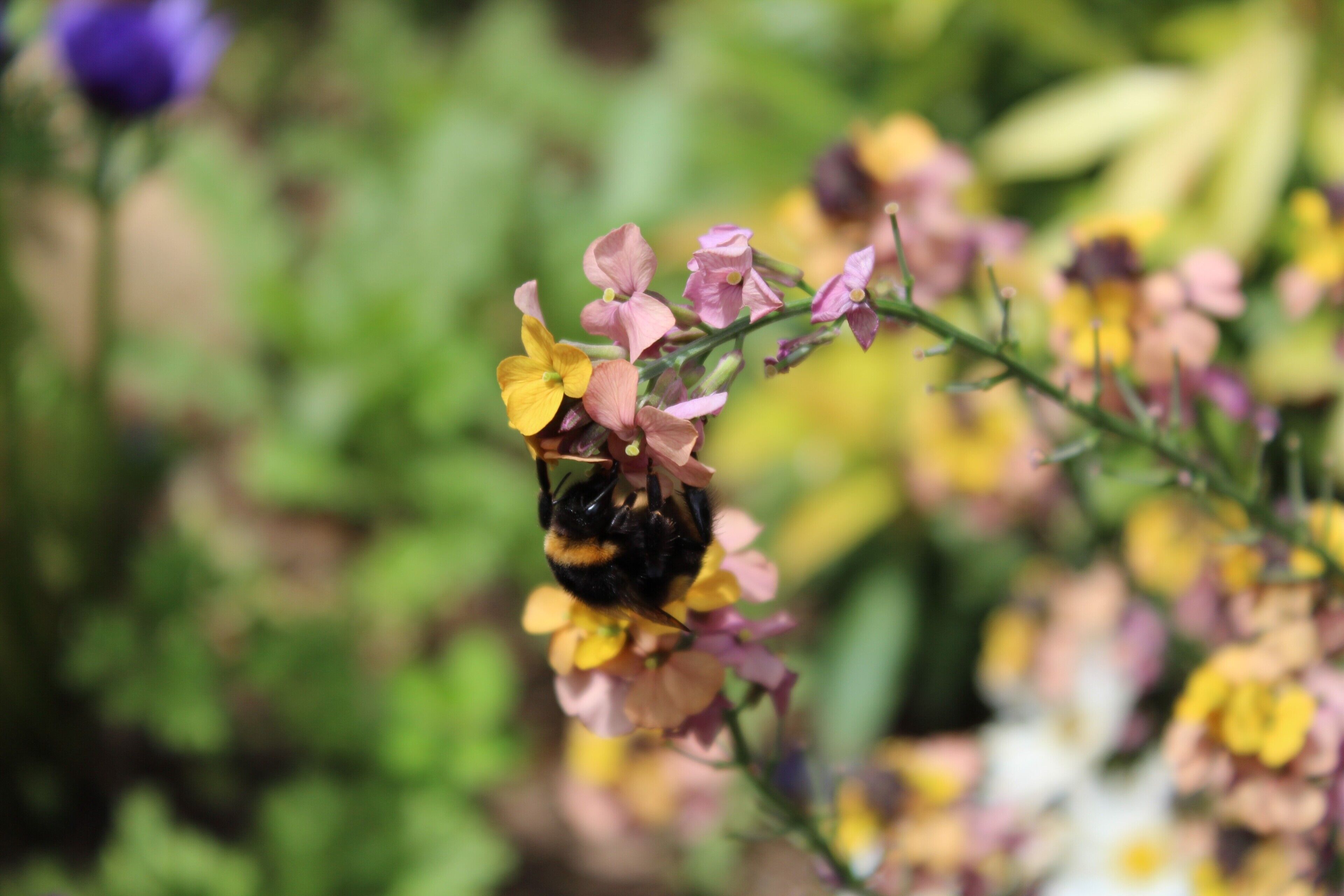A close-up of a bee on a flower.