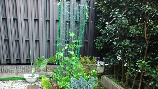 Un jardín con diversas plantas en macetas y una valla de madera al fondo.