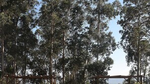 Ein Poolbereich mit freiem Blick auf die umliegenden Bäume und einer Holzpergola mit zwei Liegestühlen.
