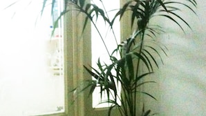 Una planta en maceta en una esquina, con una ventana al fondo.