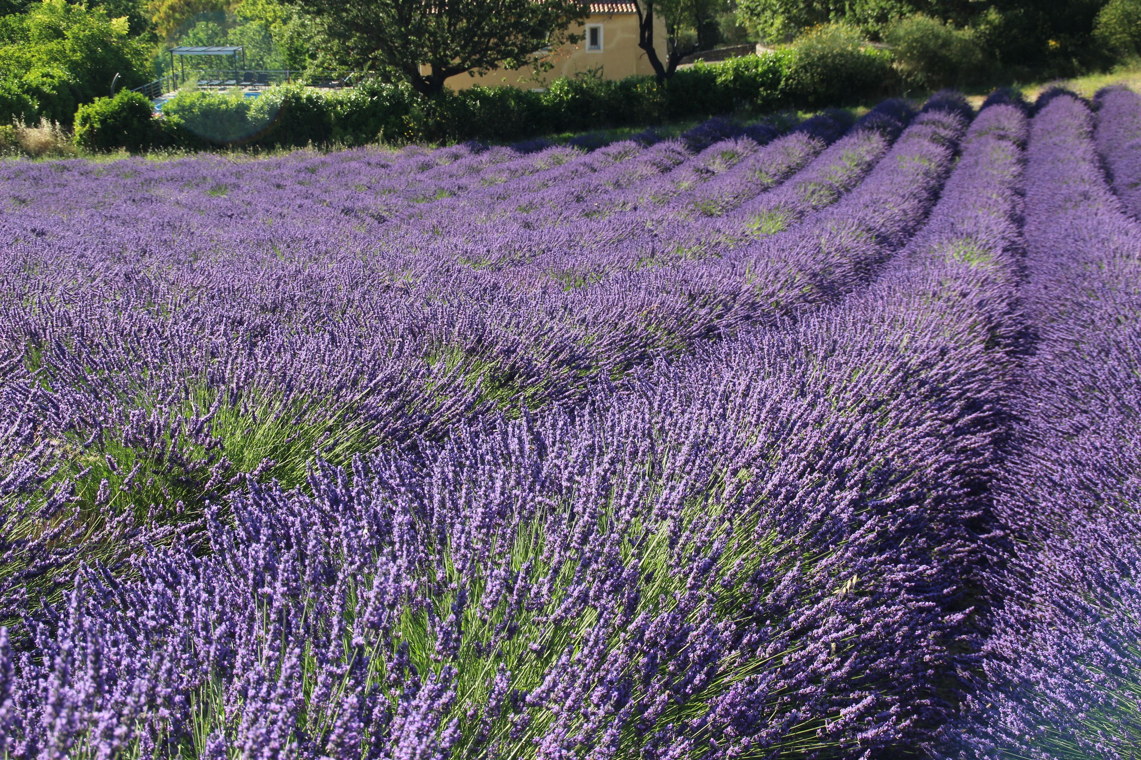 A lavender field with rows of lavender plants.