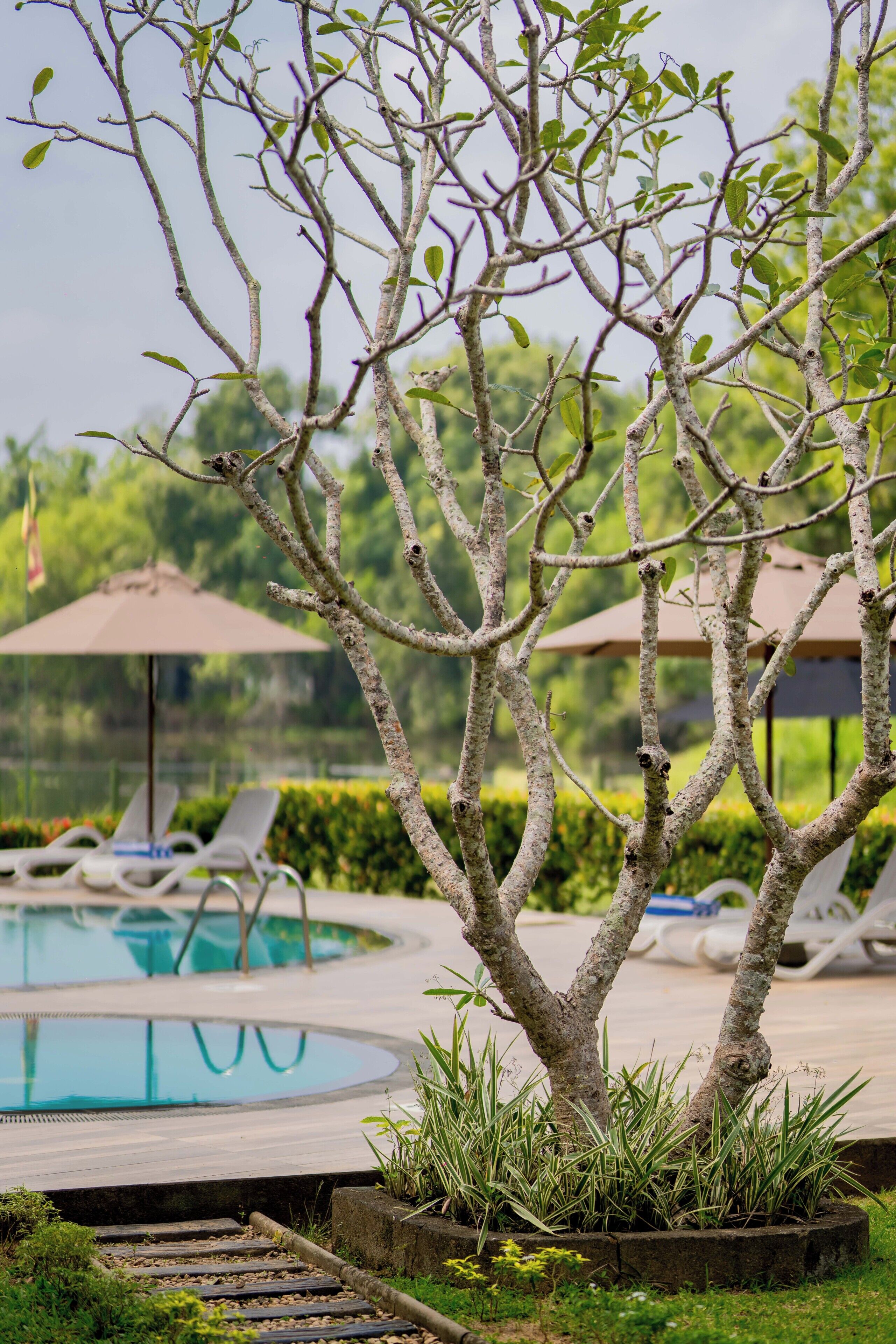Un árbol con una piscina y sillones de descanso al fondo.