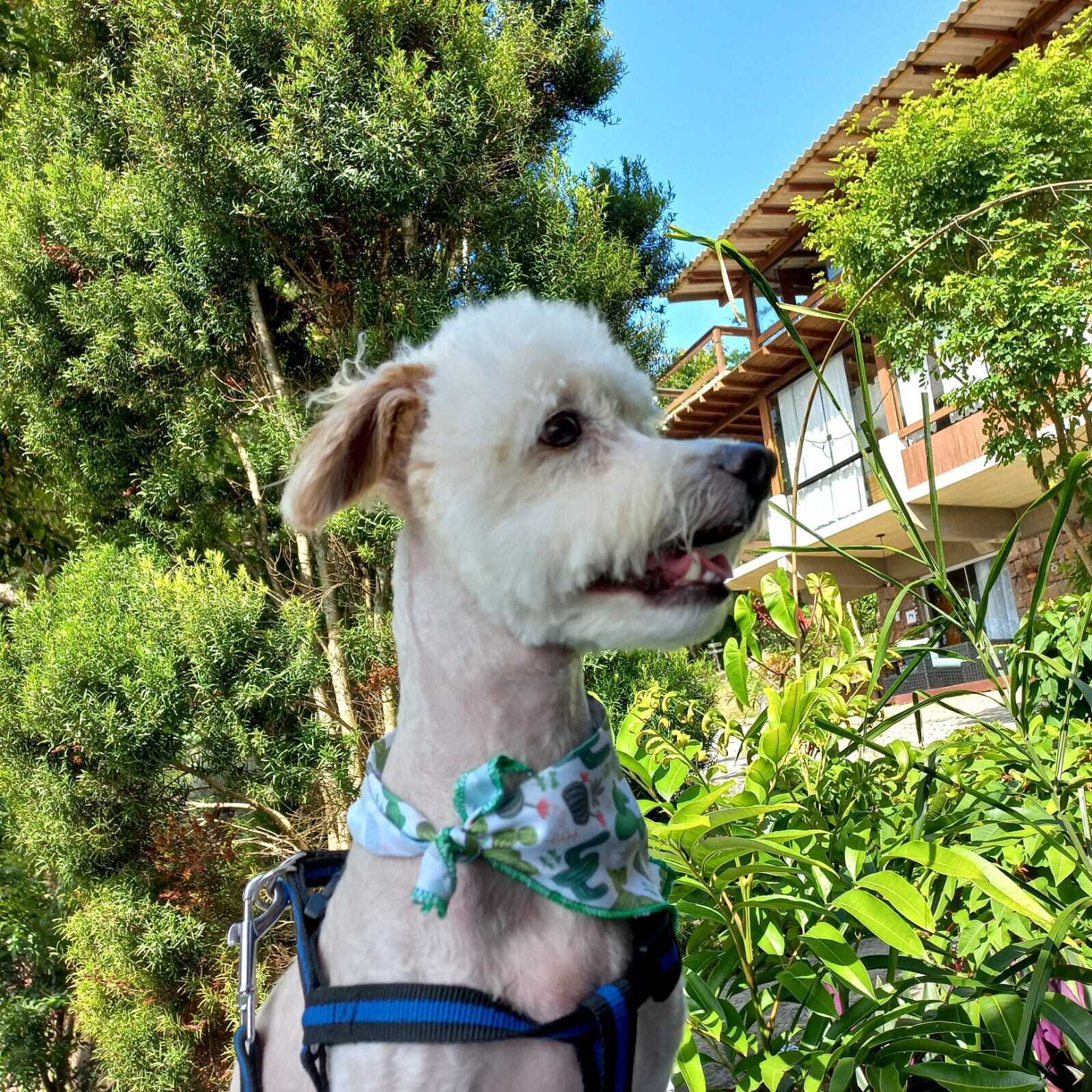 A dog with a harness standing in a garden with various plants and a building in the background.