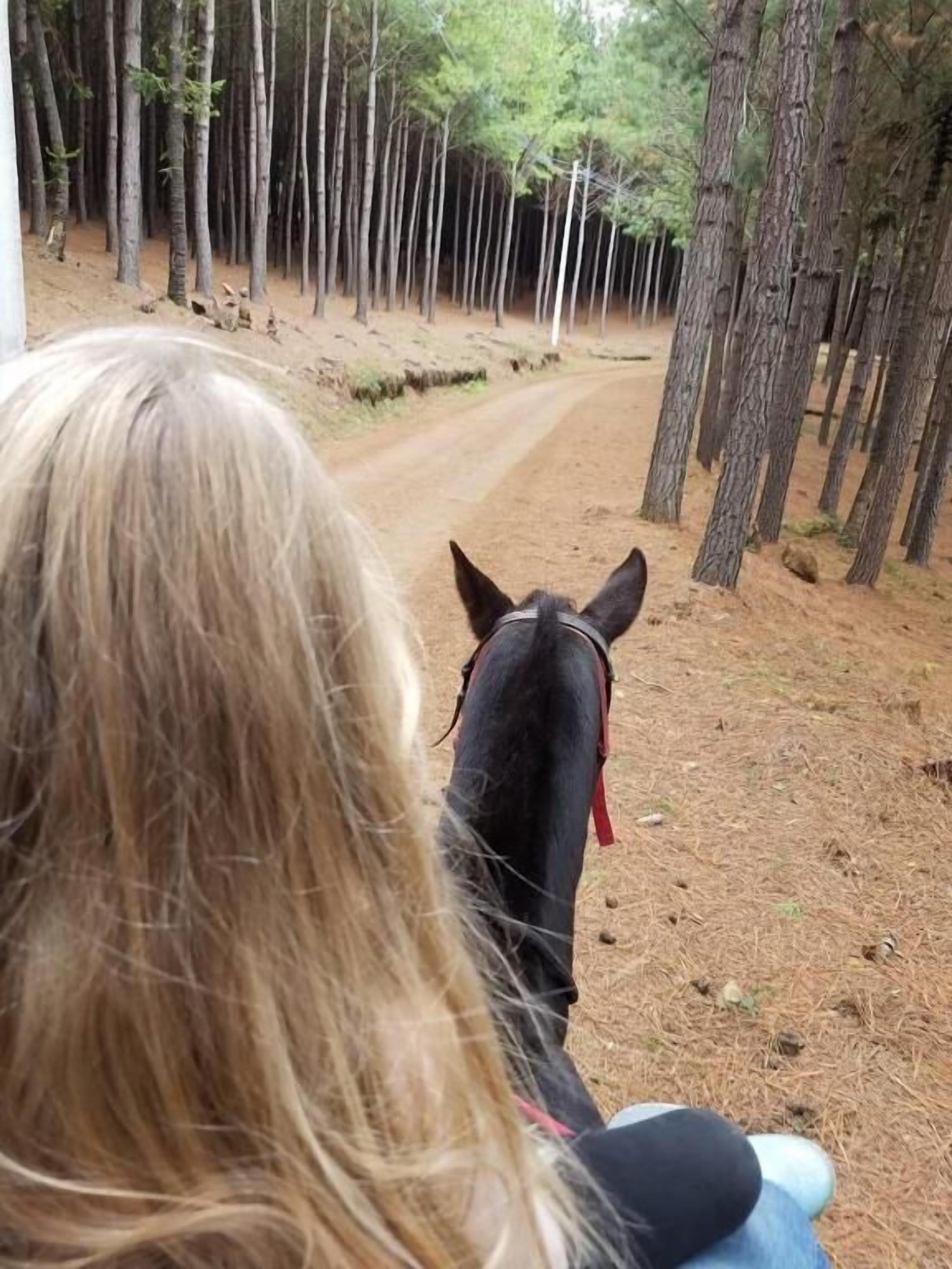 A dirt path surrounded by tall trees.