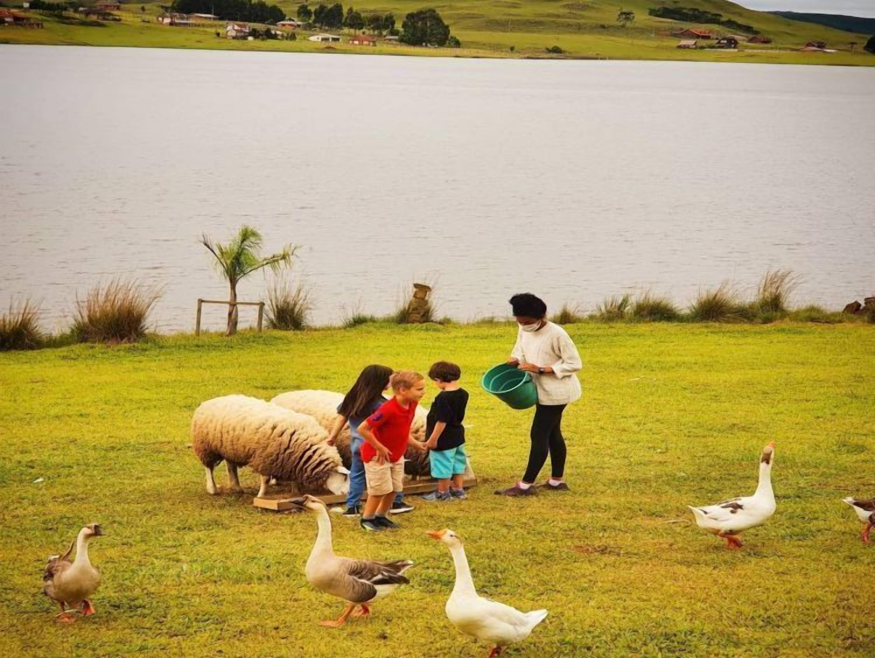 A group of people interacting with sheep and ducks near a body of water.