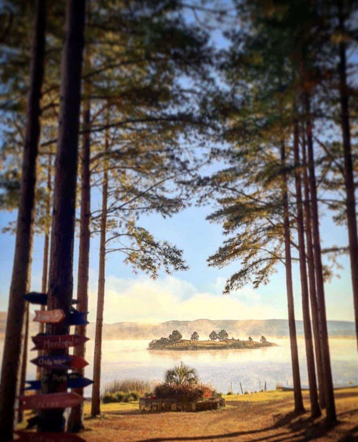 Une forêt avec de grands arbres et un panneau indicateur muni de flèches directionnelles.