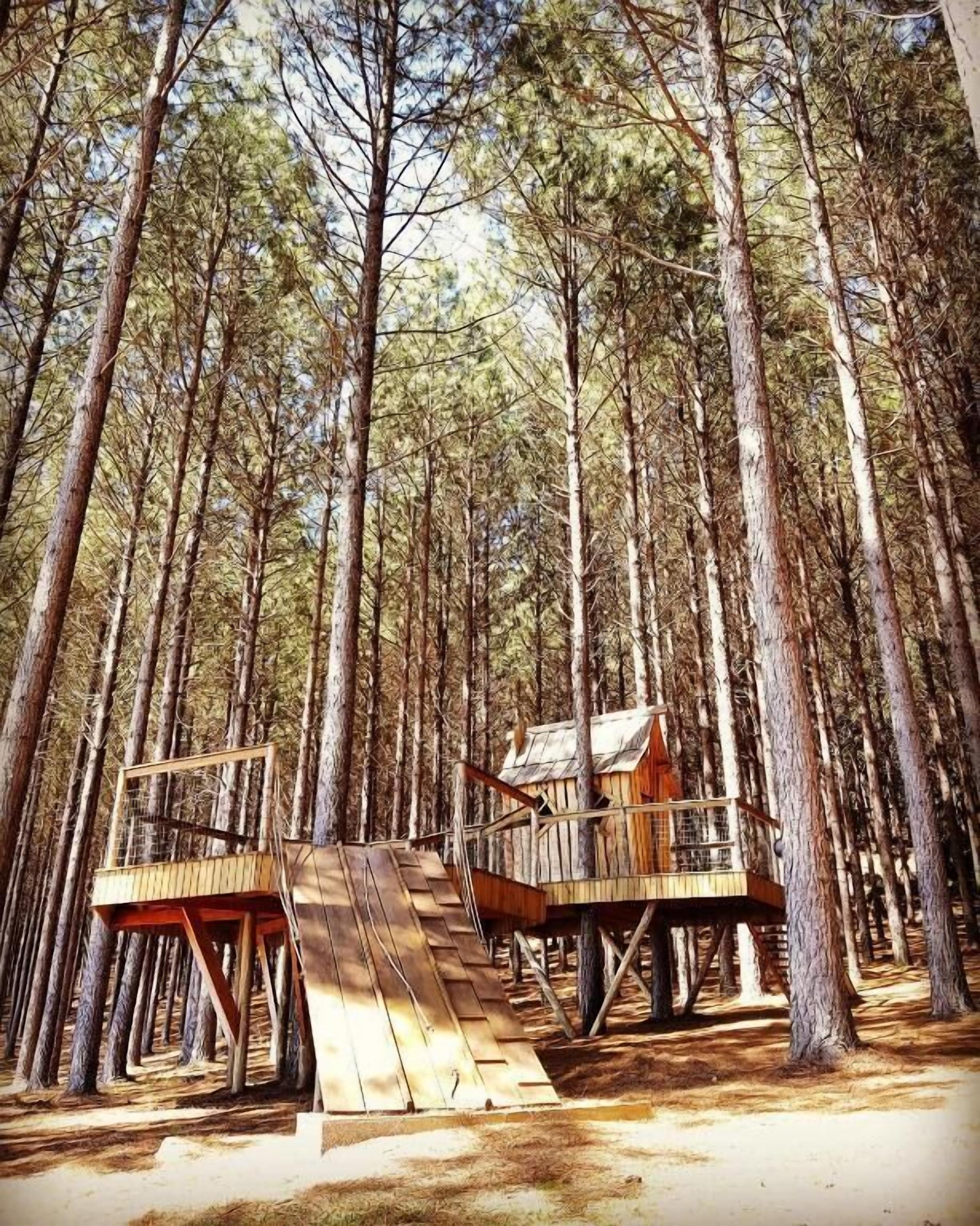 Un bosque con casas en los árboles de madera conectadas por pasarelas de madera.