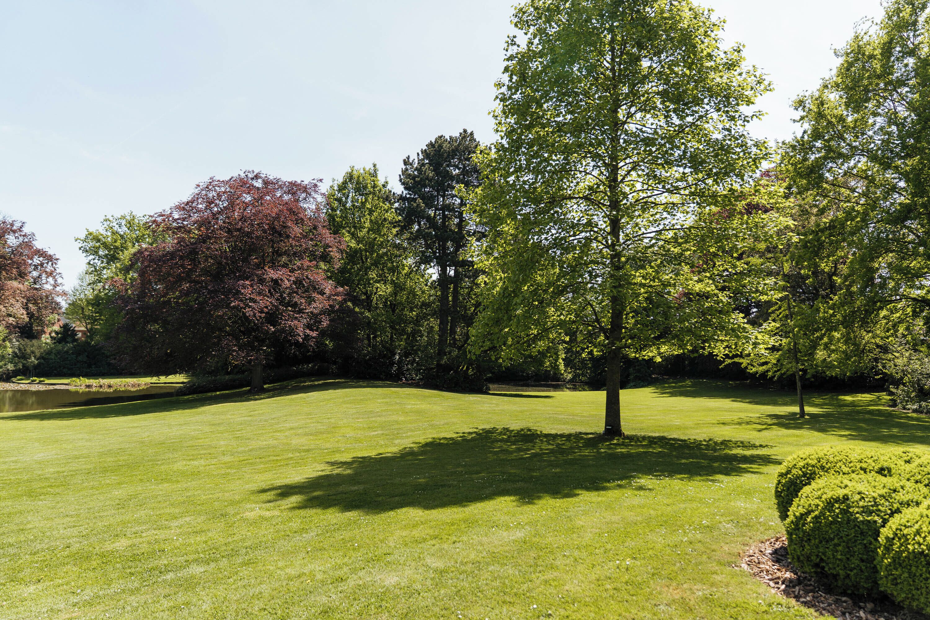 Une pelouse bien entretenue, avec un grand arbre et un arbuste aux branches taillées avec soin.