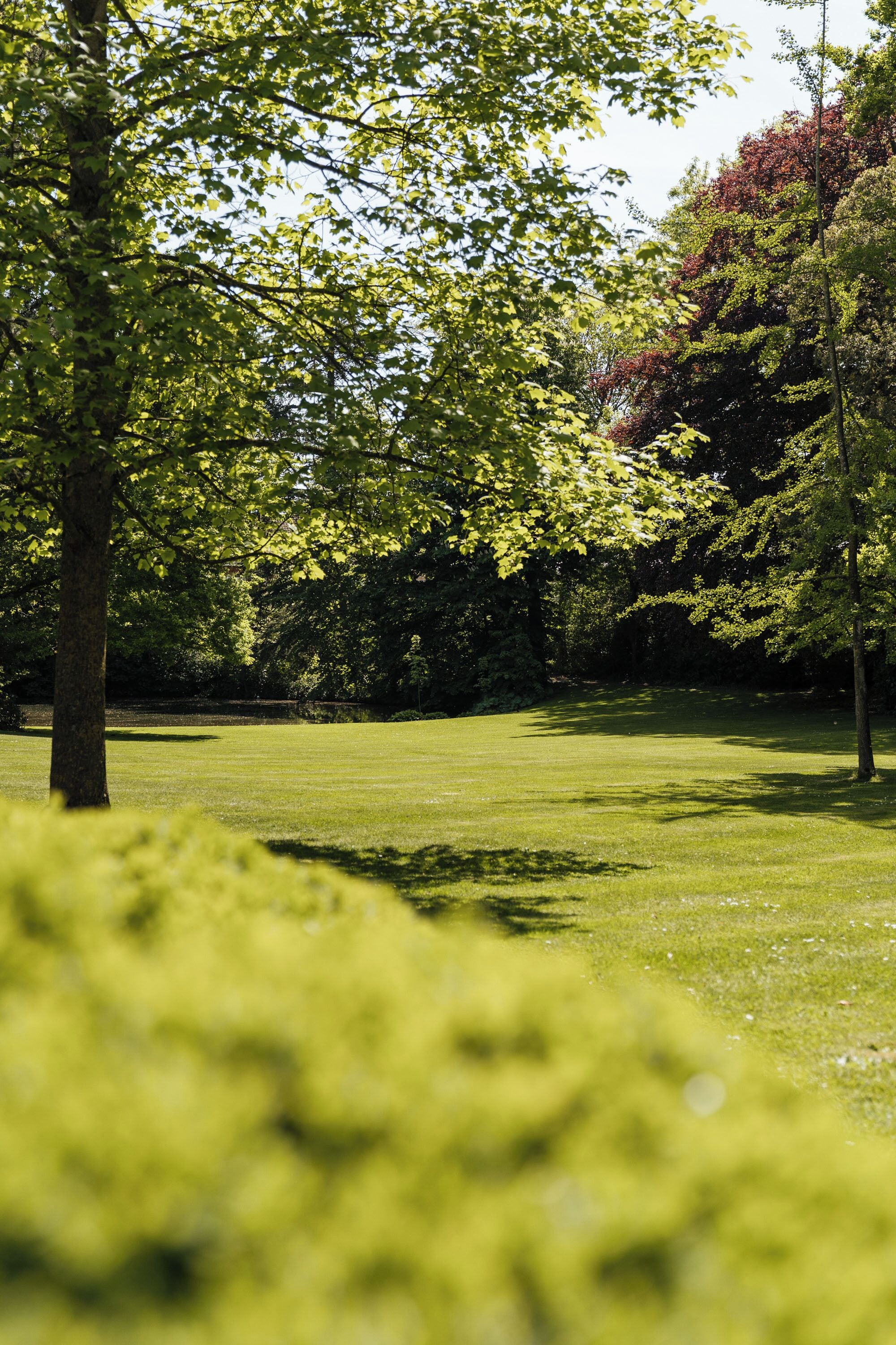 Un parc avec une pelouse, des arbres et un ciel dégagé.
