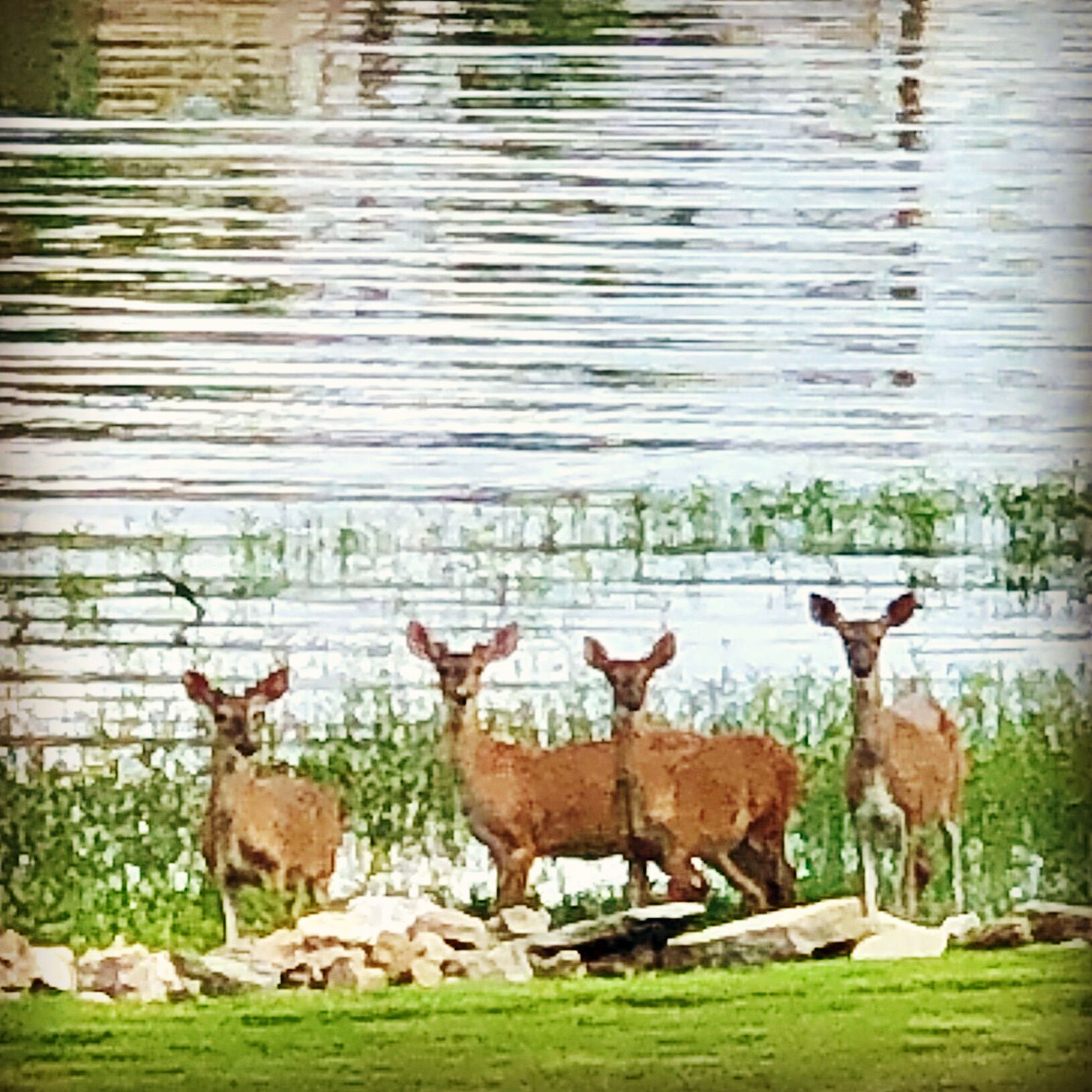 Three deer standing by a body of water with a stone wall in the background.