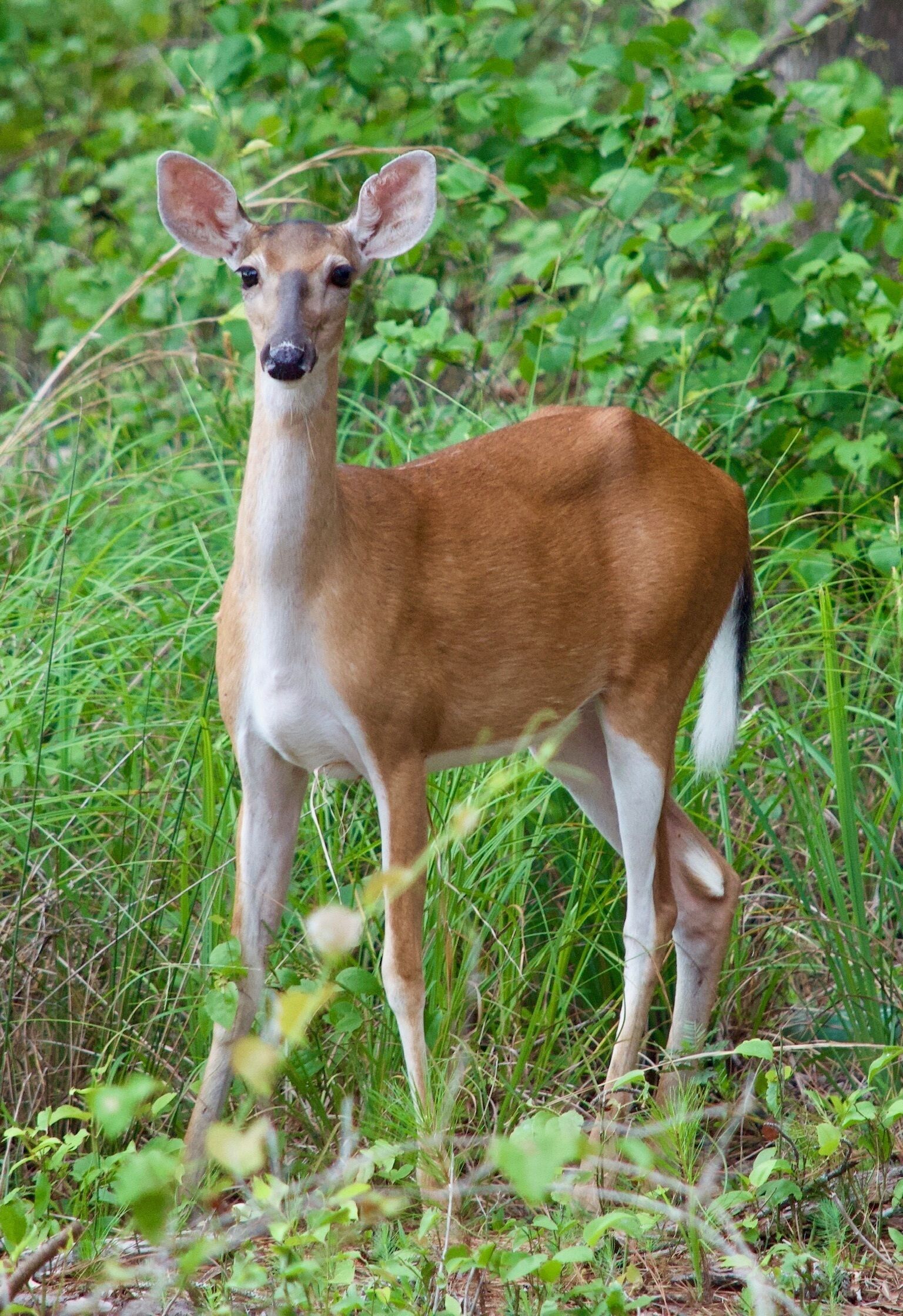 A deer standing in a grassy area with dense foliage in the background.