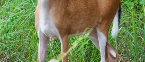 A deer standing in a grassy area with dense foliage in the background.