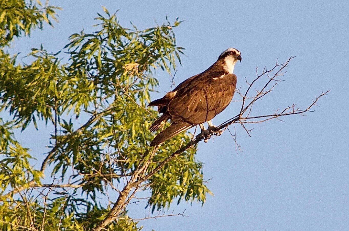 Un pájaro posado en una rama con follaje verde de fondo.