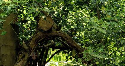 Hollington Park Glamping