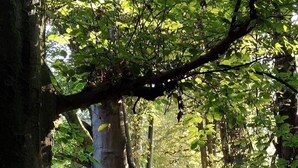 Un sentier forestier bordé de grands arbres, où la lumière du soleil filtre à travers le feuillage.