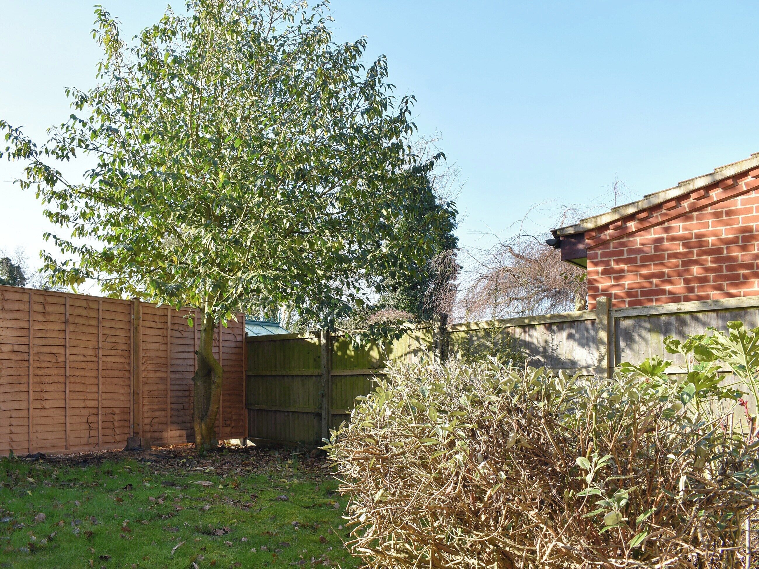 A backyard with a tree, a brick wall, and a wooden fence.