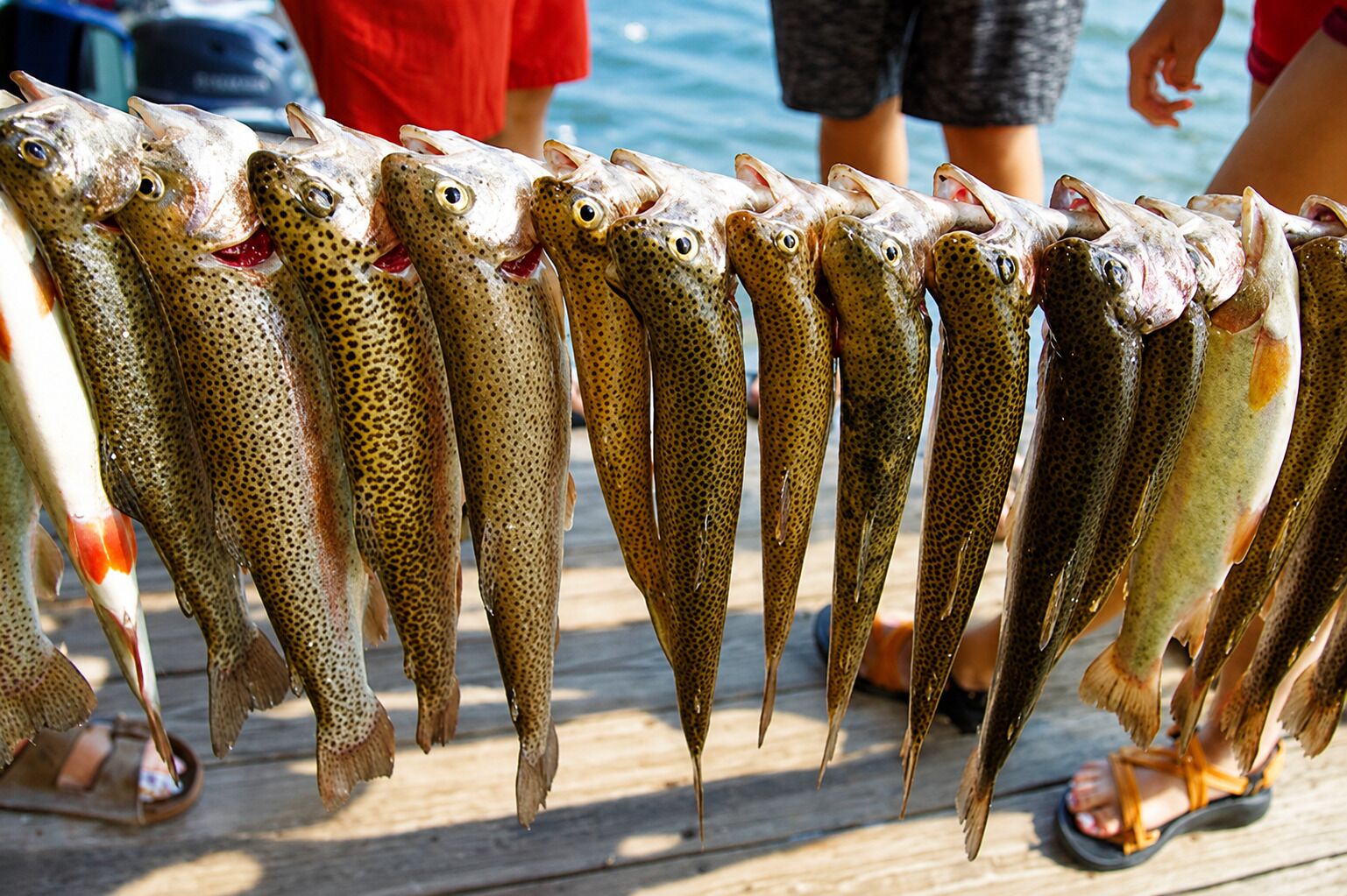 A row of fish on a wooden dock.