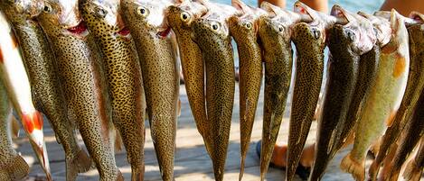 A row of fish on a wooden dock.