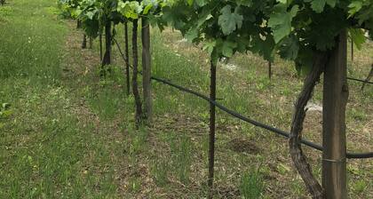 Mid-Mod Boutique Vineyard Guesthouse