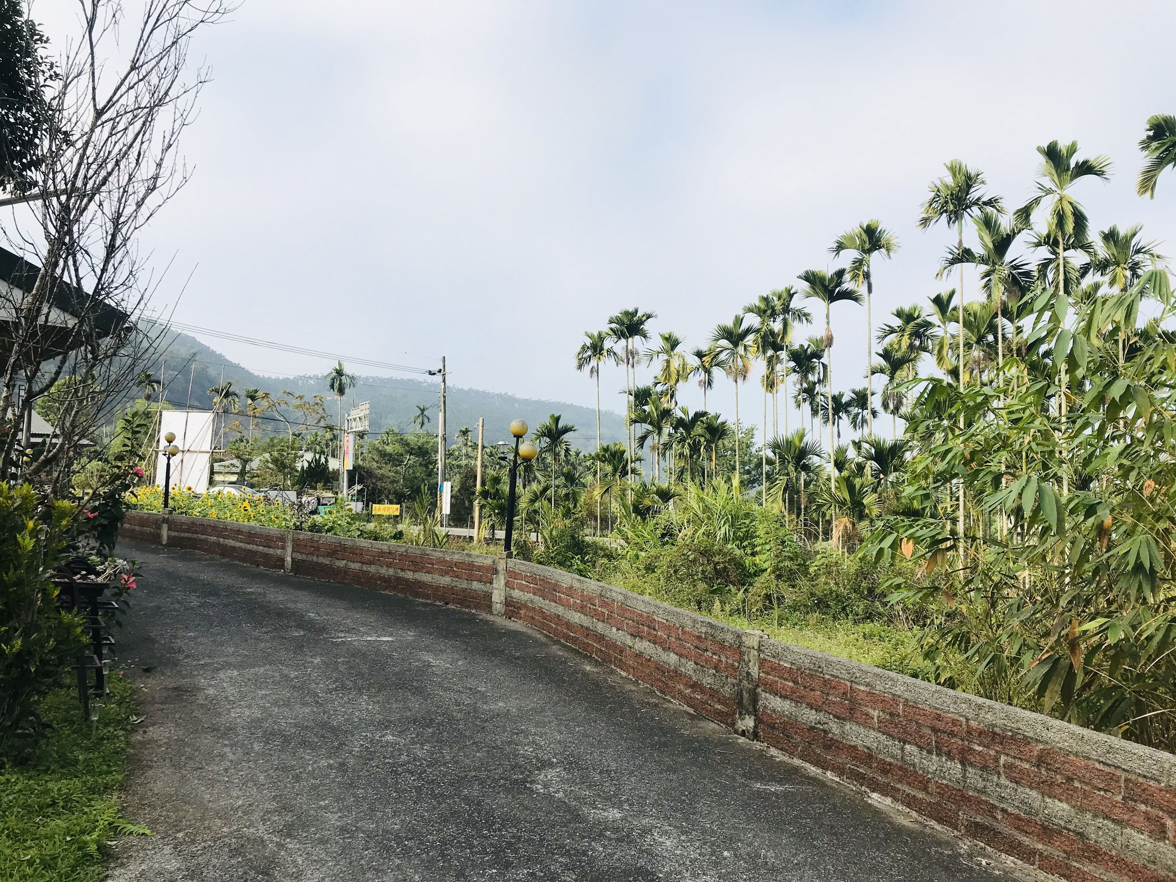 A rural road with a brick wall on one side and palm trees on the other.