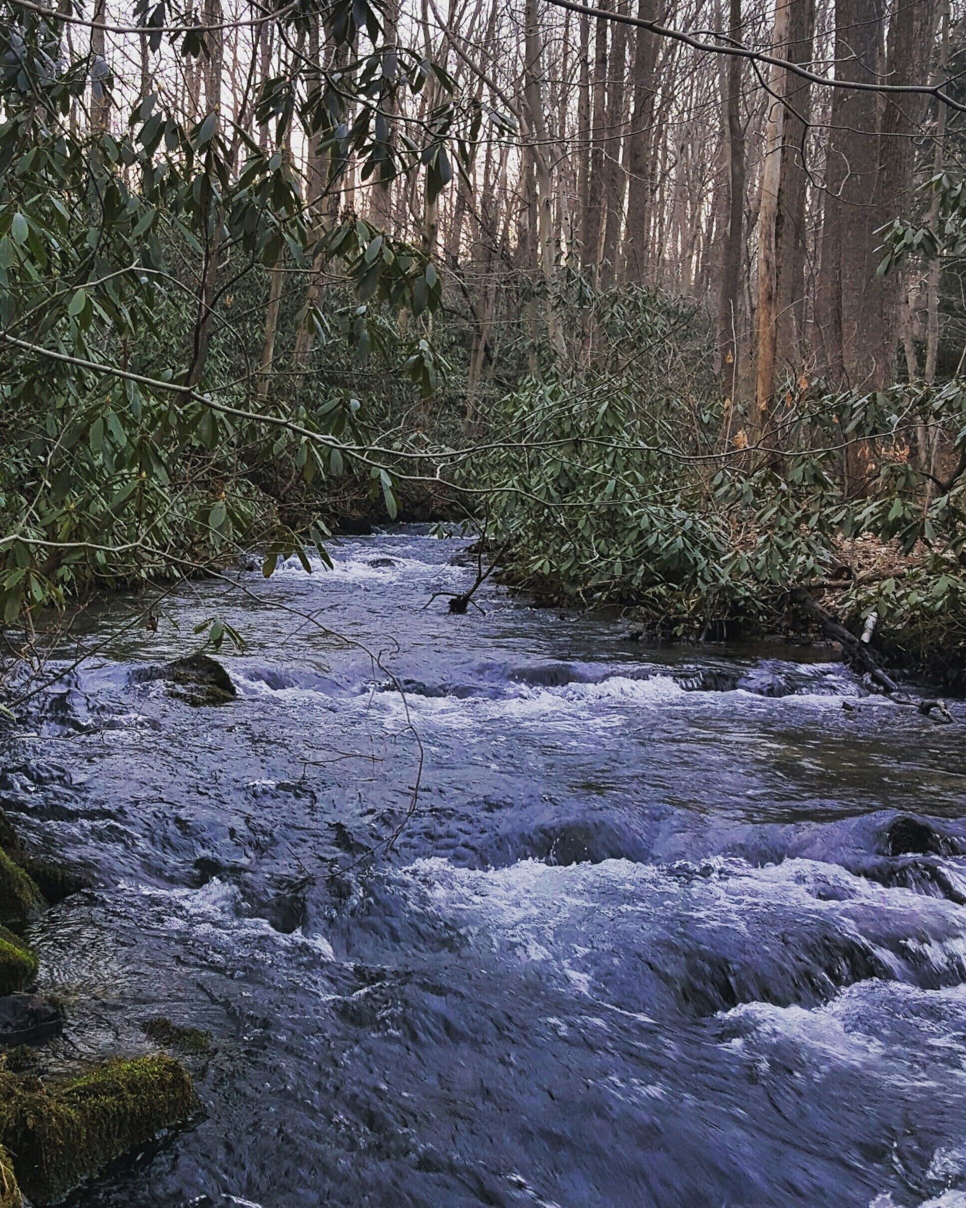 A flowing river in a forested area with dense foliage and trees in the background.