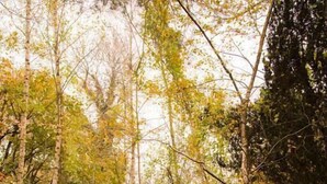 Traditional Cabin, 1 Double Bed, Non Smoking, Garden View | View from room - The Log Cabin (Gloucester)