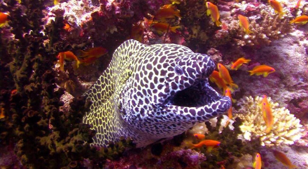 A marine creature with a spotted pattern, surrounded by coral and orange fish.