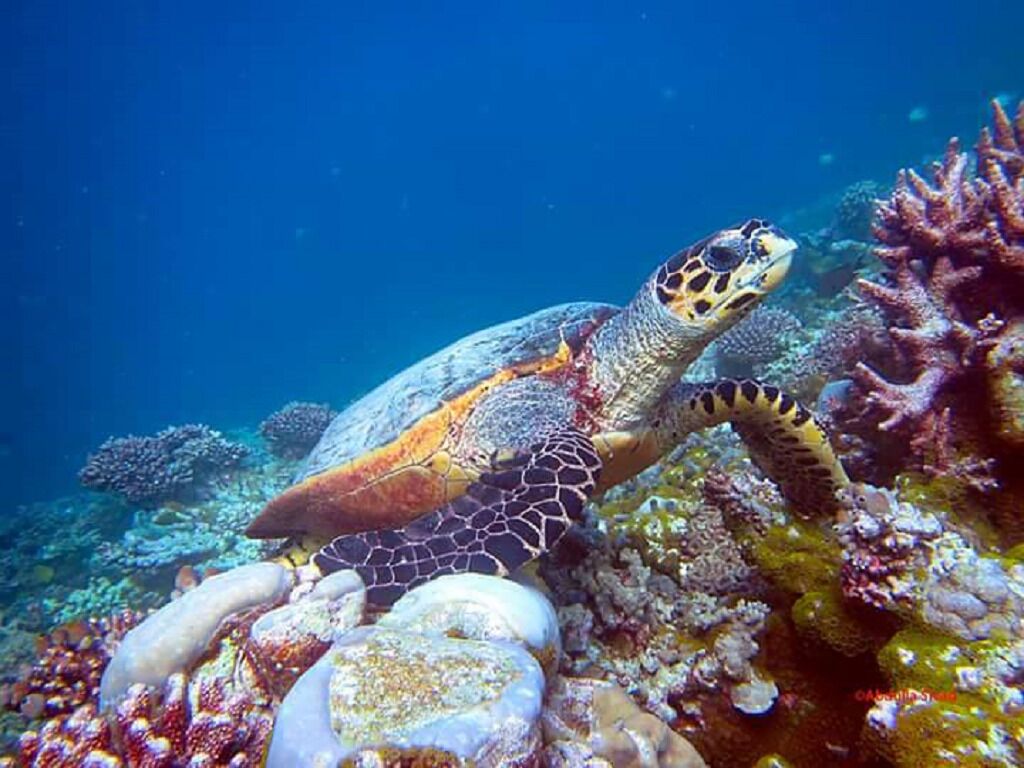 A sea turtle swimming near a coral reef.