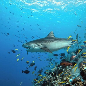 An underwater scene with a large shark swimming among colorful fish.