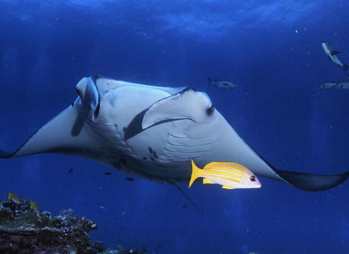 Un grande pesce manta nuota nell'oceano con un pesce più piccolo nelle vicinanze.