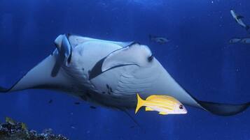 Una raya manta grande nadando en el océano, con un pez pequeño cerca.