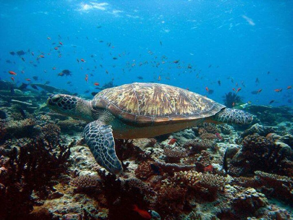 A sea turtle swimming among coral reefs.