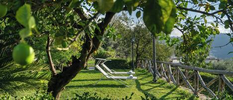 A garden with a wooden fence, a lawn, and a view of the sea.