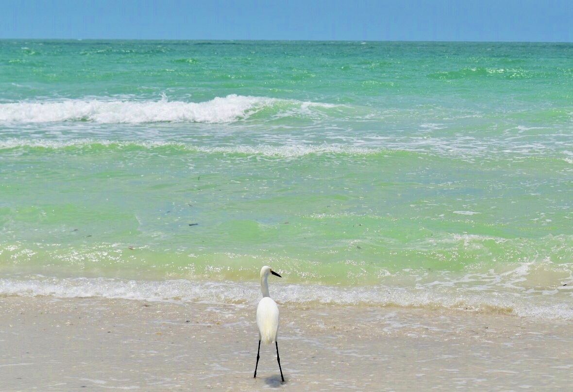 Plage à proximité, chaises longues, serviettes de plage