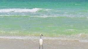 Un oiseau blanc se tient sur une plage de sable, avec une mer calme en arrière-plan.
