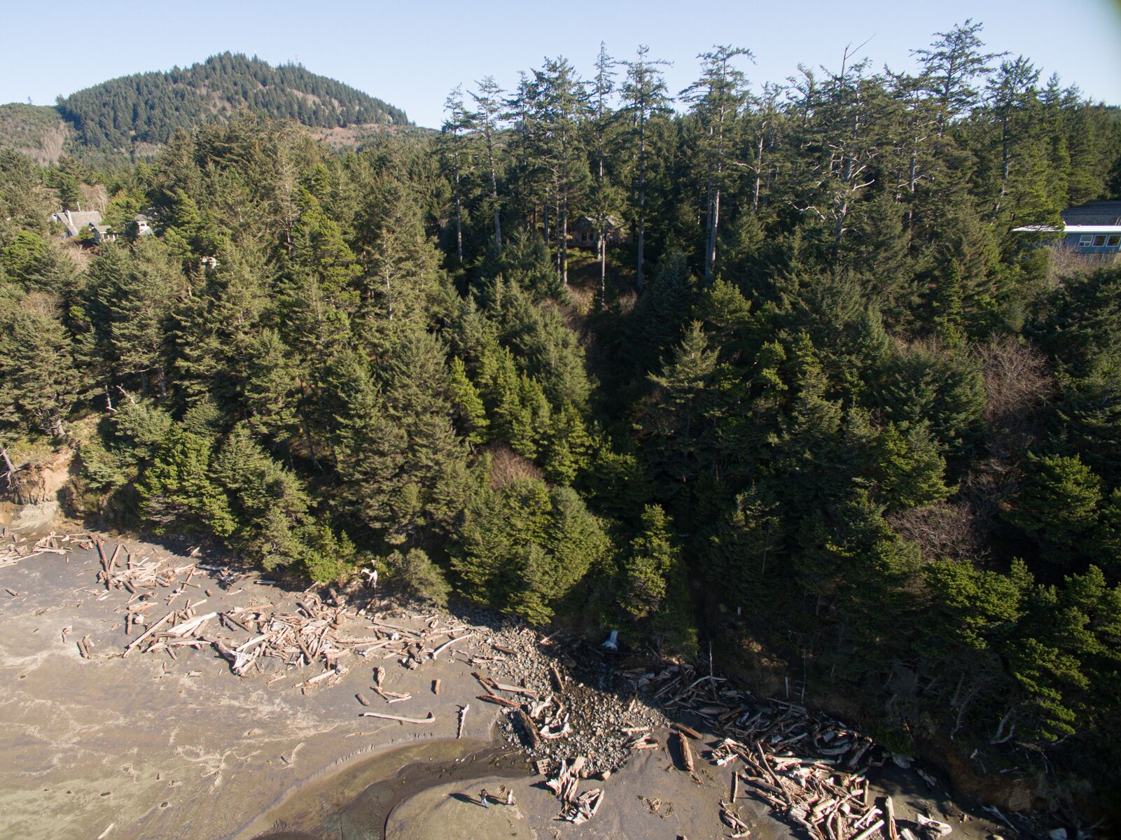 A forested area with a beach and scattered driftwood.