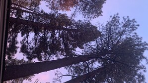 Uitzicht op hoge dennenbomen tegen een heldere lucht.