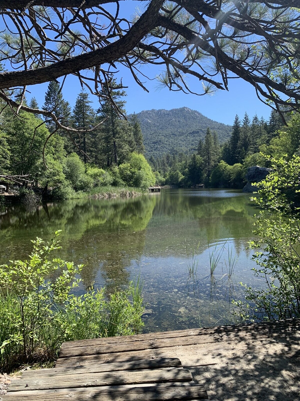 Værtens profilbillede