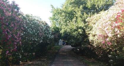 Villa surrounded by greenery