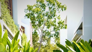 A pathway flanked by lush green plants leading to a building with a white facade and a tree in the background.