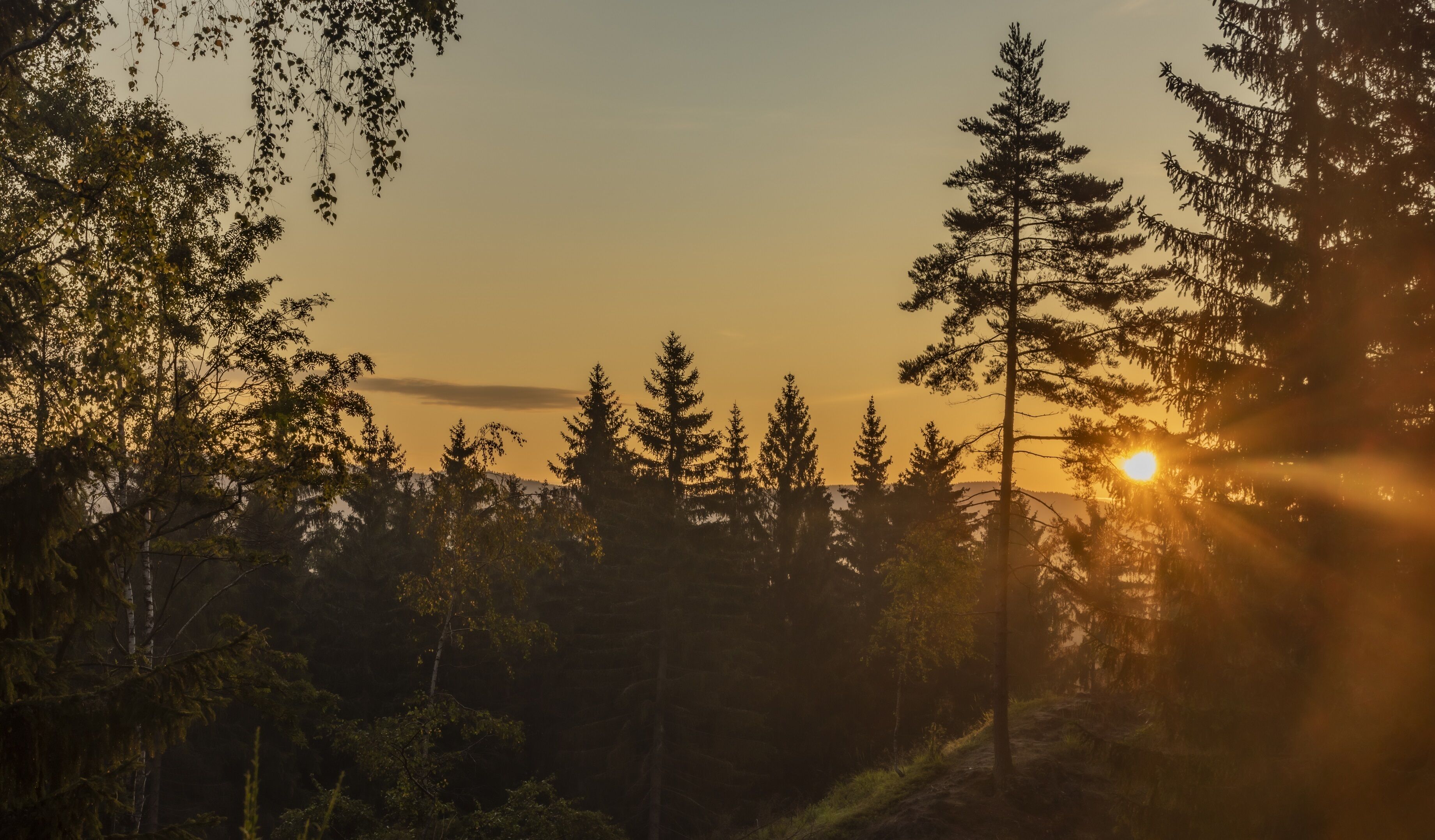 A forest with tall trees and a sunset.