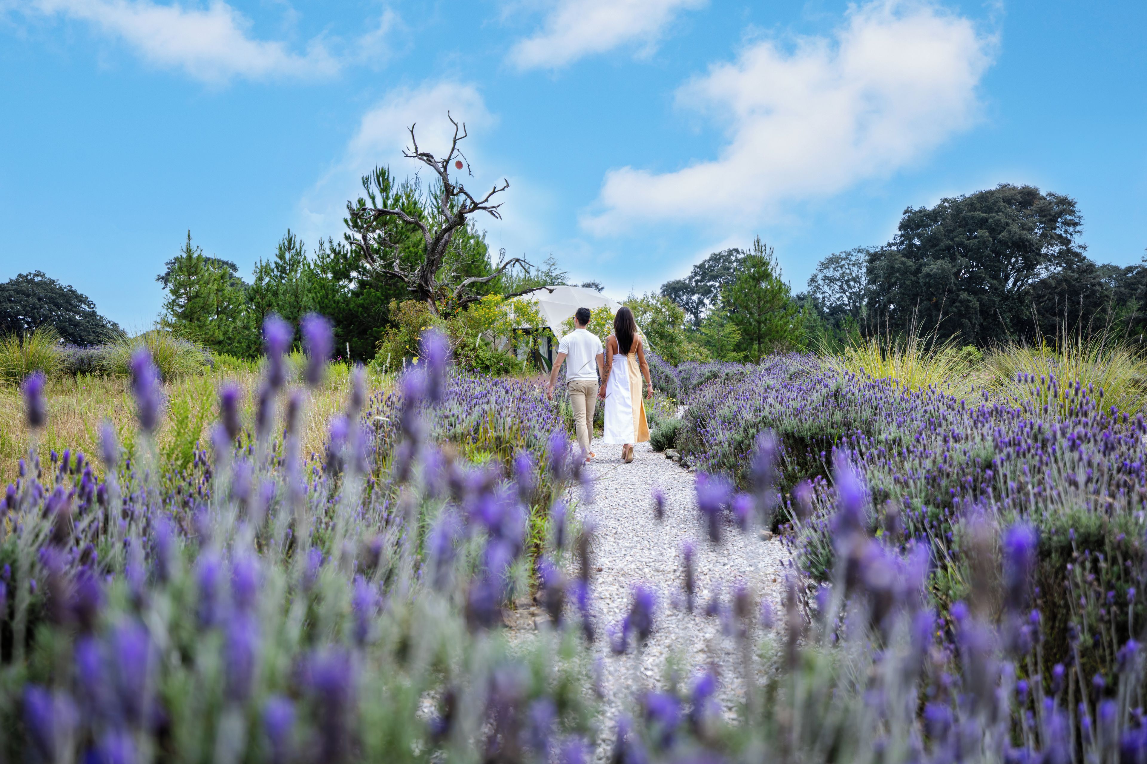 Una pareja caminando por un camino de grava a través de un campo de lavanda.