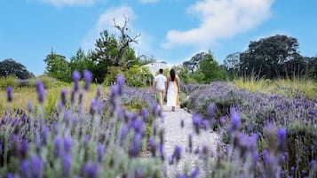 Una pareja caminando por un camino de grava a través de un campo de lavanda.