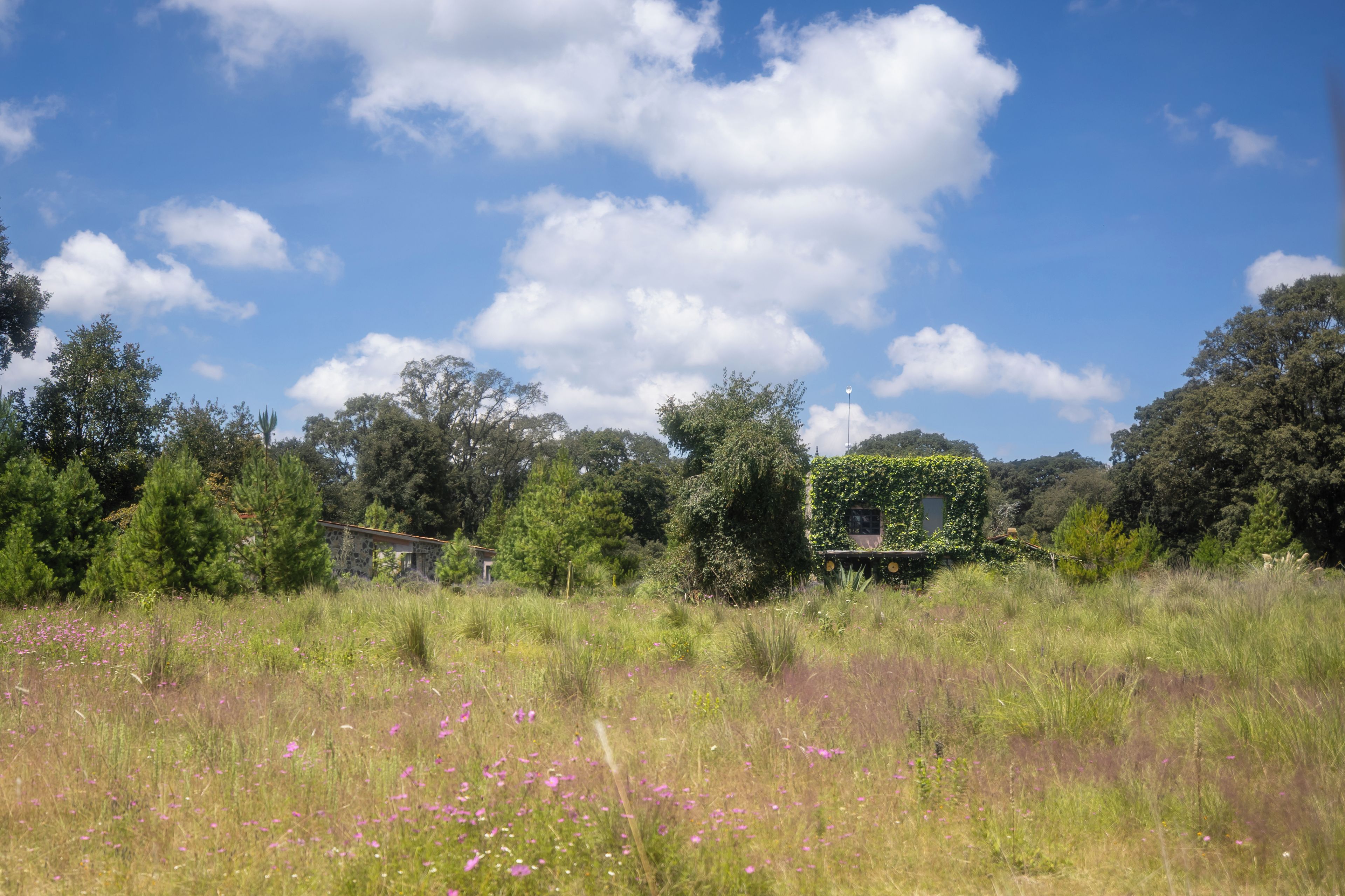 Paisagem rural com uma casa de pedra rodeada por erva alta e flores silvestres.