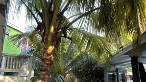 Poolside bar - Bay Heights Bed and Breakfast (Gros Islet)