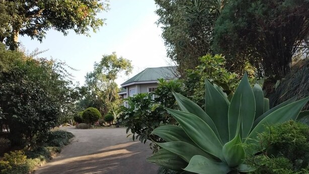 A residential street with a house in the background, surrounded by lush greenery and a large agave plant in the foreground.