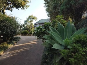 Una strada residenziale con una casa sullo sfondo, circondata da vegetazione lussureggiante e un'ampia pianta di agave in primo piano.