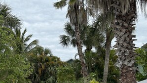 A gravel driveway surrounded by palm trees and a white fence. - Gulf  Beach Bungalow (Holmes Beach)