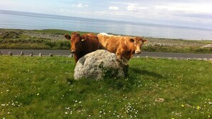 Two cows on a grassy field with a road and a body of water in the background. - The Tackroom is a one bedroom Apartment just a short walk from Fanore Beach (Ballyvaughan)